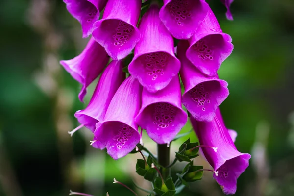 Impresionante Primer Plano Una Flor Durante Verano Hermosos Colores Contrastantes — Foto de Stock