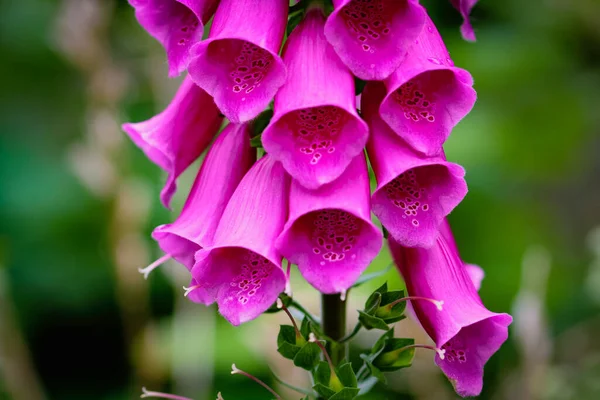 Ohromující Záběr Květinu Během Léta Krásné Kontrastní Barvy Jsou Vidět — Stock fotografie