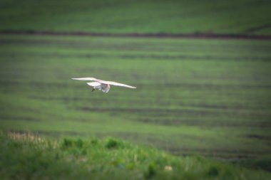 Kanal üzerinde uçan bir ahır baykuşunun çarpıcı bir hayvan portresi. Baykuş alçaktan uçuyor ve yiyecek arıyor..