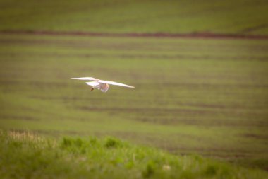 Kanal üzerinde uçan bir ahır baykuşunun çarpıcı bir hayvan portresi. Baykuş alçaktan uçuyor ve yiyecek arıyor..