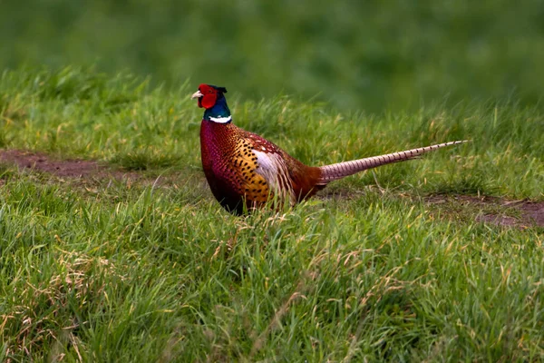 stock image A Pheasant at the edge of a canal looking for food