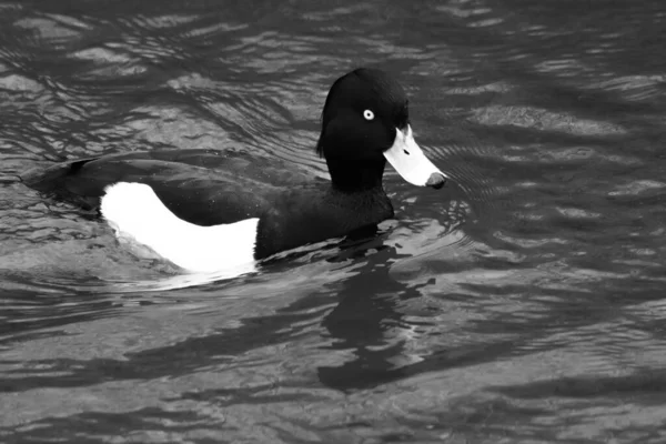 Impresionante Retrato Animal Pato Con Penacho Negro Nadando Agua —  Fotos de Stock