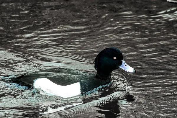 Suda yüzen siyah ördeğin çarpıcı bir hayvan portresi.