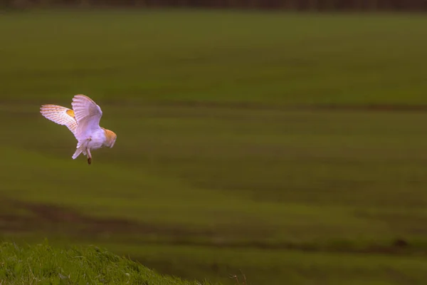 Ett Fantastiskt Djurporträtt Laduuggla Flykt Över Kanal Ugglan Flyger Lågt — Stockfoto