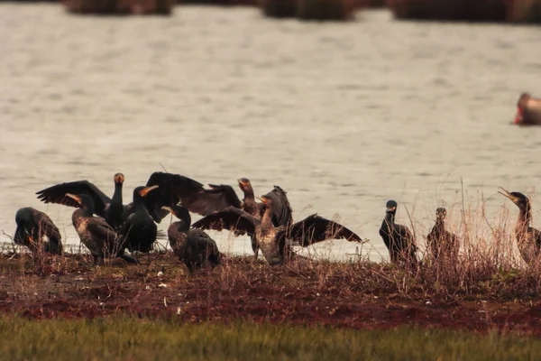湖の端で一緒にグループ化している鵜の鳥の大規模なグループの素晴らしいと珍しい写真 このような大きな群れを見るには非常にまれな光景 — ストック写真