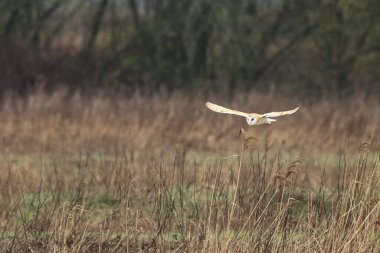 Kanal üzerinde uçan bir ahır baykuşunun çarpıcı bir hayvan portresi. Baykuş alçaktan uçuyor ve yiyecek arıyor..