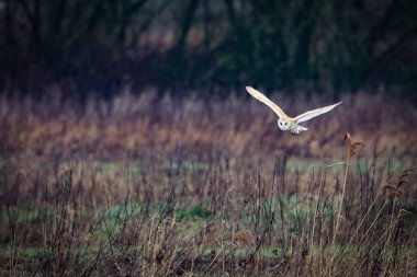 Kanal üzerinde uçan bir ahır baykuşunun çarpıcı bir hayvan portresi. Baykuş alçaktan uçuyor ve yiyecek arıyor..