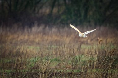 Kanal üzerinde uçan bir ahır baykuşunun çarpıcı bir hayvan portresi. Baykuş alçaktan uçuyor ve yiyecek arıyor..