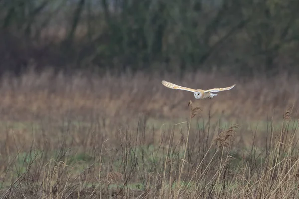 Kanal üzerinde uçan bir ahır baykuşunun çarpıcı bir hayvan portresi. Baykuş alçaktan uçuyor ve yiyecek arıyor..