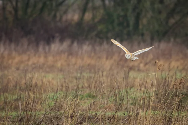 Stunning Animal Portrait Barn Owl Flight Canal Owl Flying Low — Stock Photo, Image