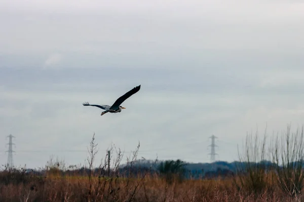 Stunning Shot Heron Flight Lake — Stock Photo, Image