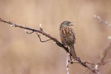 Wren kuşunun çarpıcı bir hayvan portresi.