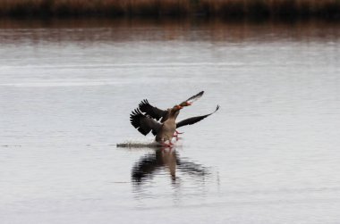 İki kazın uçarken ve aşağıdaki göle inmek üzereyken çarpıcı bir görüntüsü.
