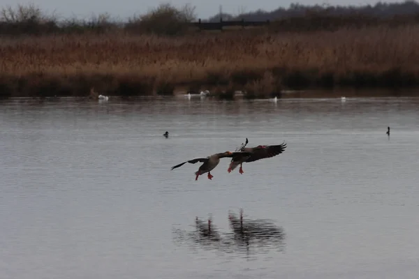 İki kazın uçarken ve aşağıdaki göle inmek üzereyken çarpıcı bir görüntüsü.