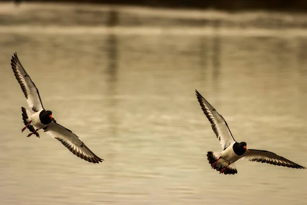 Ett Fantastiskt Djurporträtt Två Oystercatcher Fåglar Unison Flygning — Stockfoto