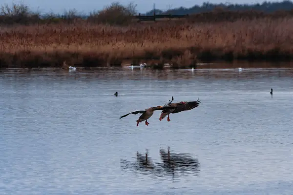 기러기 마리가 날아가다가 호수에 착륙하려고 놀라운 — 스톡 사진
