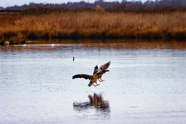 两只大雁在飞行中即将降落在湖面上的惊人镜头 — 图库照片