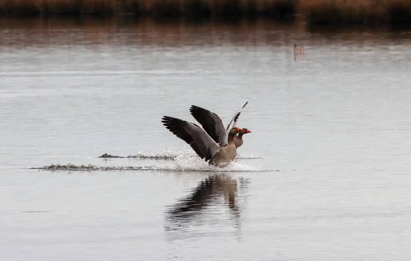İki kazın uçarken ve aşağıdaki göle inmek üzereyken çarpıcı bir görüntüsü.