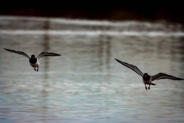 Uno Splendido Ritratto Animale Due Uccelli Oystercatcher All Unisono Volo — Foto Stock