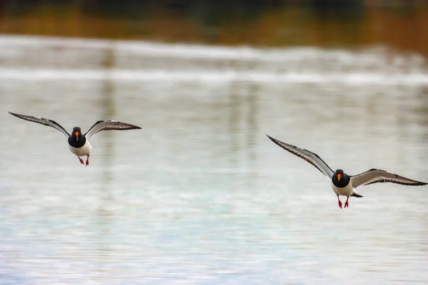Uno Splendido Ritratto Animale Due Uccelli Oystercatcher All Unisono Volo — Foto Stock
