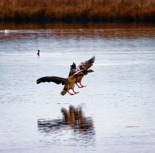 两只大雁在飞行中即将降落在湖面上的惊人镜头 — 图库照片