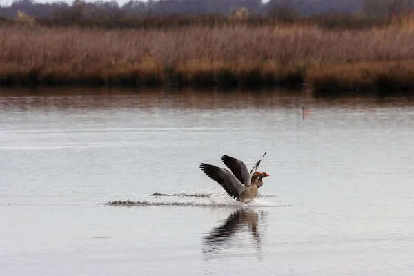 기러기 마리가 날아가다가 호수에 착륙하려고 놀라운 — 스톡 사진