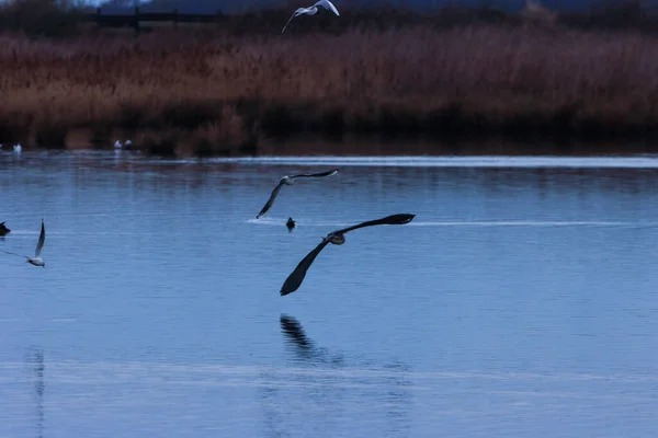 Eine Atemberaubende Aufnahme Eines Reihers Flug Über Einen See — Stockfoto