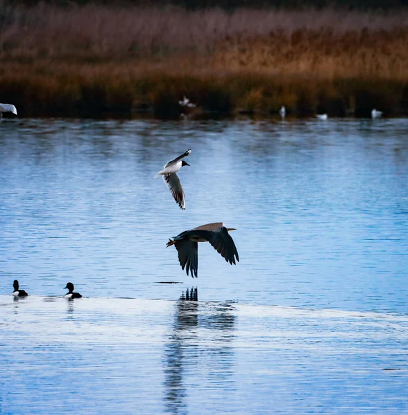 Eine Atemberaubende Aufnahme Eines Reihers Flug Über Einen See — Stockfoto