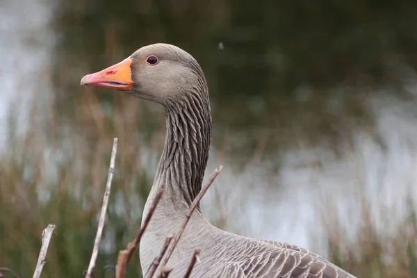 Beautiful Animal Portrait Goose — Stock Photo, Image