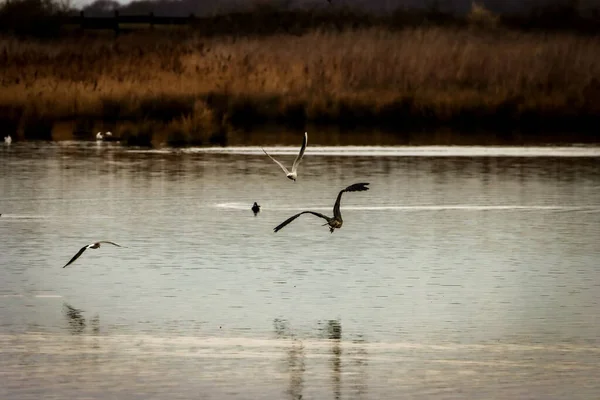 Lovitură Uimitoare Unui Heron Zbor Deasupra Unui Lac — Fotografie, imagine de stoc