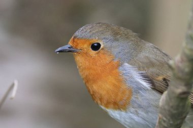 Bir Robin 'in güzel bir hayvan portresi