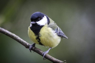 A stunning animal portrait of a Great Tit bird