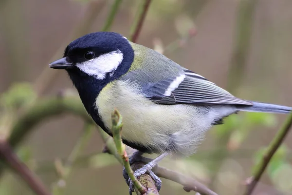 stock image A stunning animal portrait of a Great Tit bird