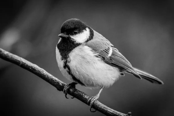 Stunning Animal Portrait Great Tit Bird — Stok Foto
