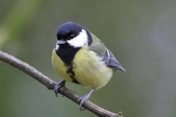 Stunning Animal Portrait Great Tit Bird — Stok fotoğraf