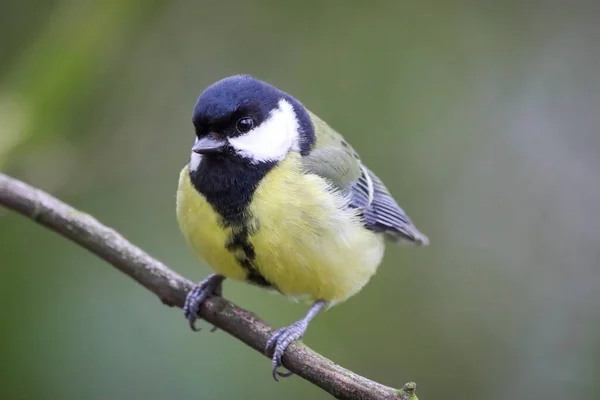 Stunning Animal Portrait Great Tit Bird — Stok fotoğraf