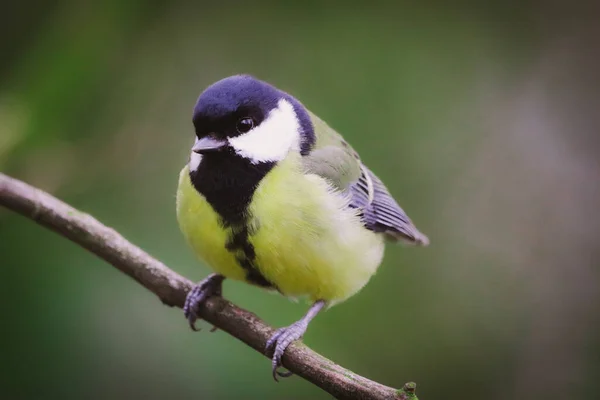 Stunning Animal Portrait Great Tit Bird — Stock Photo, Image
