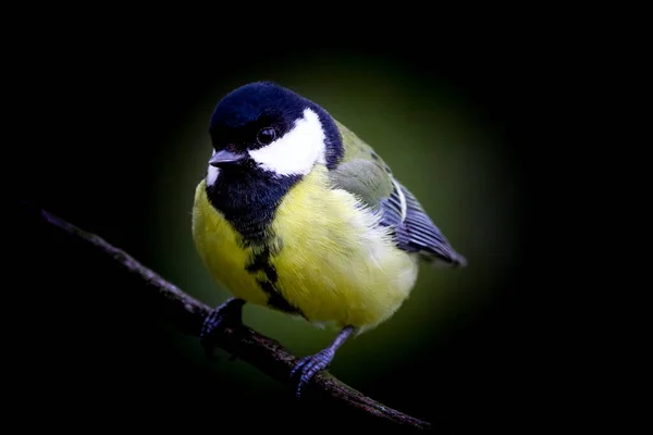 Stunning Animal Portrait Great Tit Bird — Fotografia de Stock