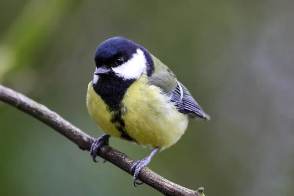Stunning Animal Portrait Great Tit Bird — Foto Stock