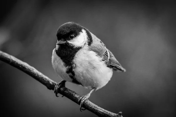 Stunning Animal Portrait Great Tit Bird — Foto Stock
