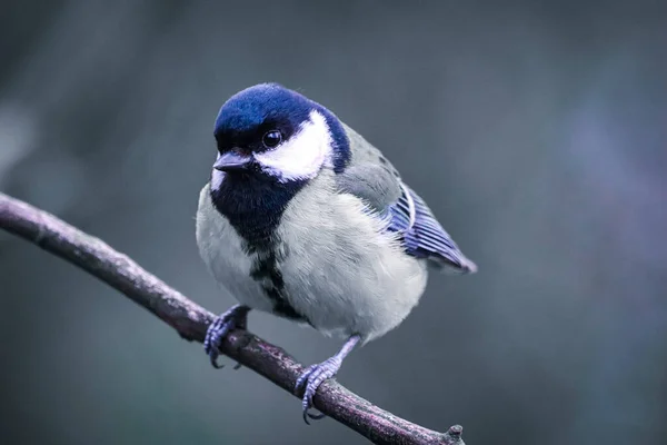 Stunning Animal Portrait Great Tit Bird — Stockfoto
