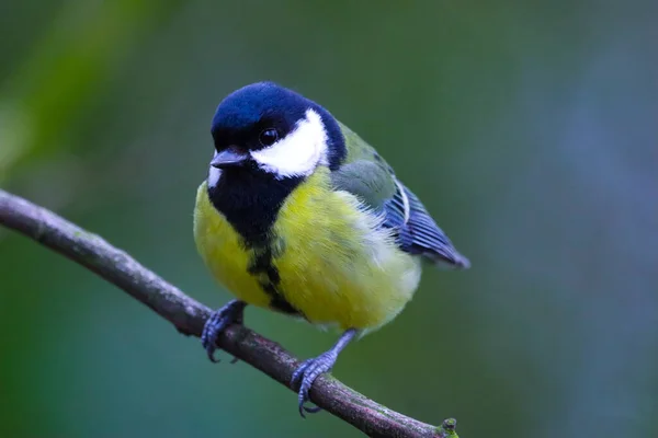 A stunning animal portrait of a Great Tit bird
