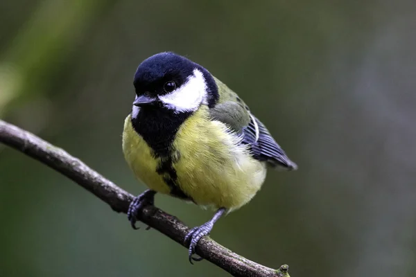 Stunning Animal Portrait Great Tit Bird — Foto de Stock