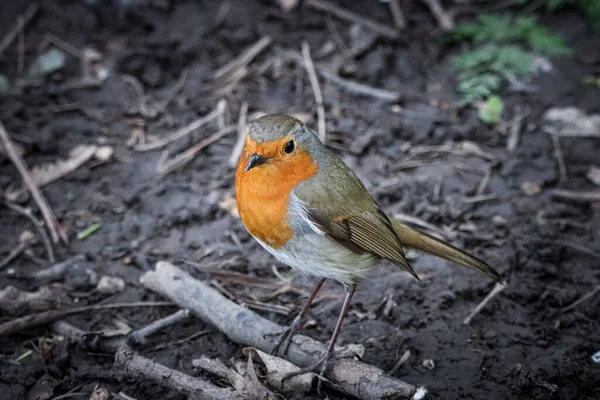 Impresionante Retrato Animal Robin Redbreast — Foto de Stock