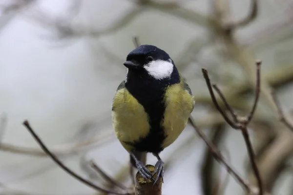 Stunning Animal Portrait Great Tit Bird — Φωτογραφία Αρχείου
