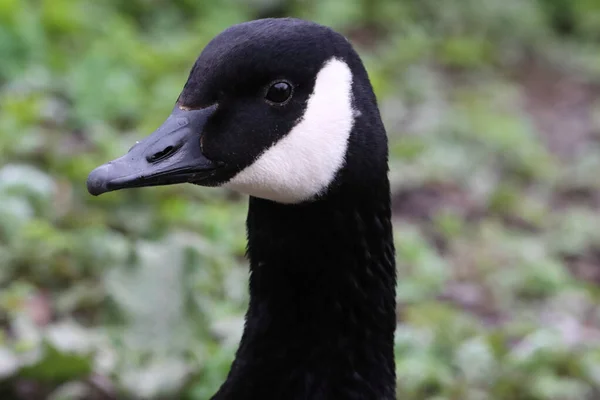 stock image A beautiful portrait shot of a Goose at a Nature Reserve