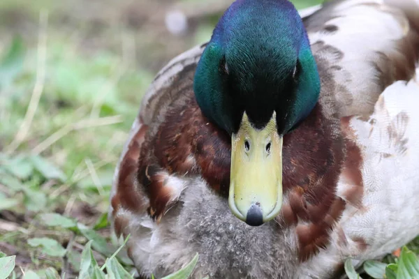 Een Prachtig Dierenportret Van Een Mallard Duck Aan Rand Van — Stockfoto