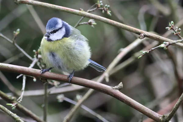 stock image A stunning animal portrait of a baby Bluetit