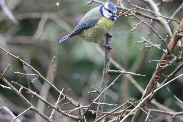 Büyüleyici bir bebek portresi Bluetit