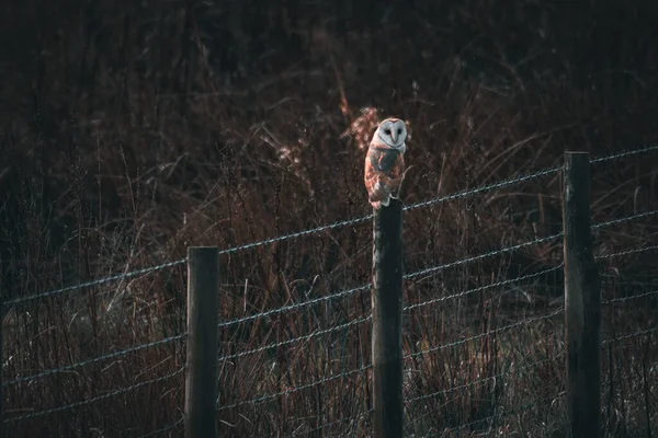 Stunning Animal Portrait Barn Owl Perched Post Hunting Food — Stock Photo, Image